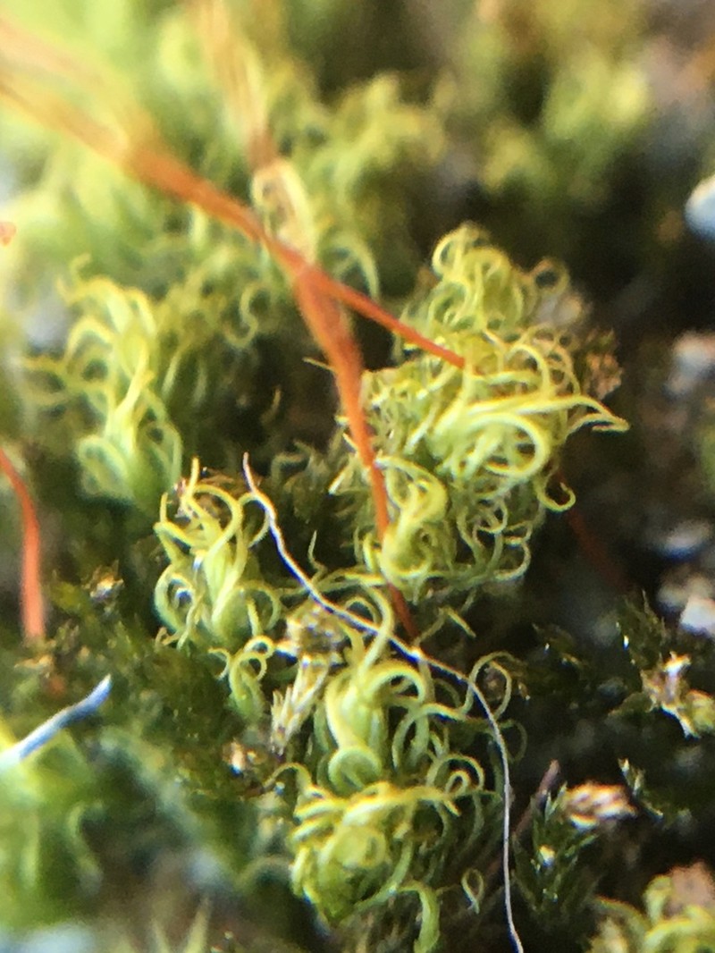 Montane Dicranum Moss