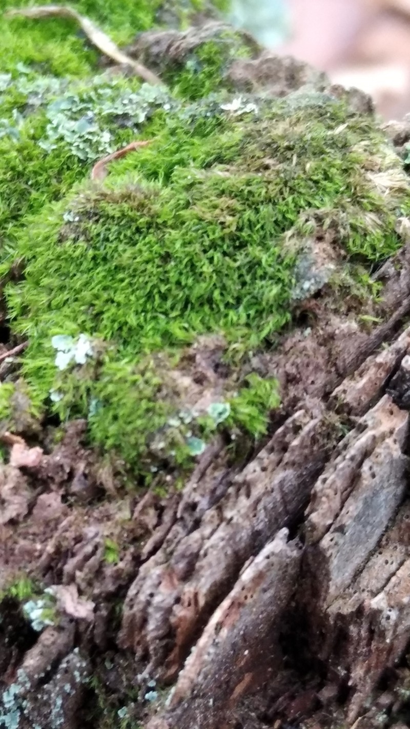 Montane Dicranum Moss photo 2