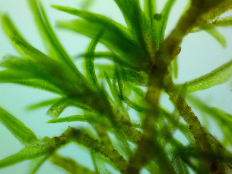 Montane Dicranum Moss photo 3
