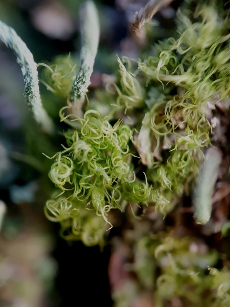 Montane Dicranum Moss photo 4