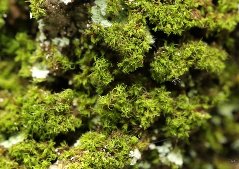 Montane Dicranum Moss photo 5