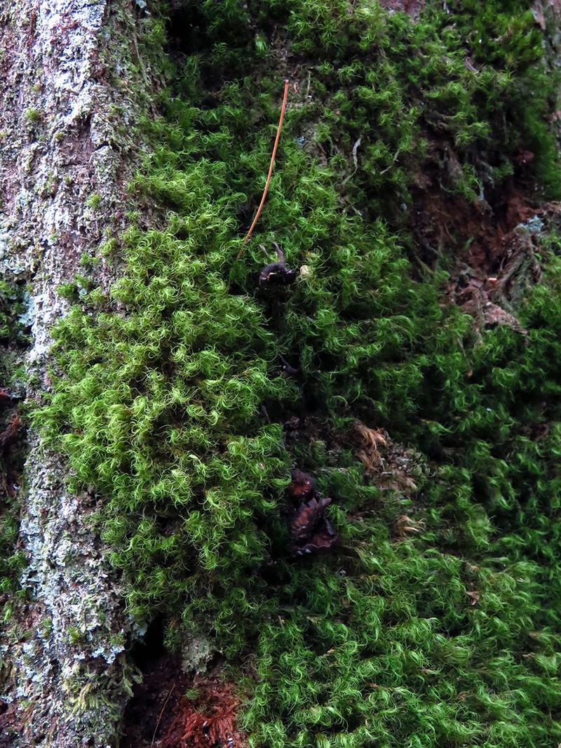 Montane Dicranum Moss photo 6