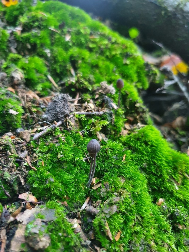 Montane Dicranum Moss photo 7