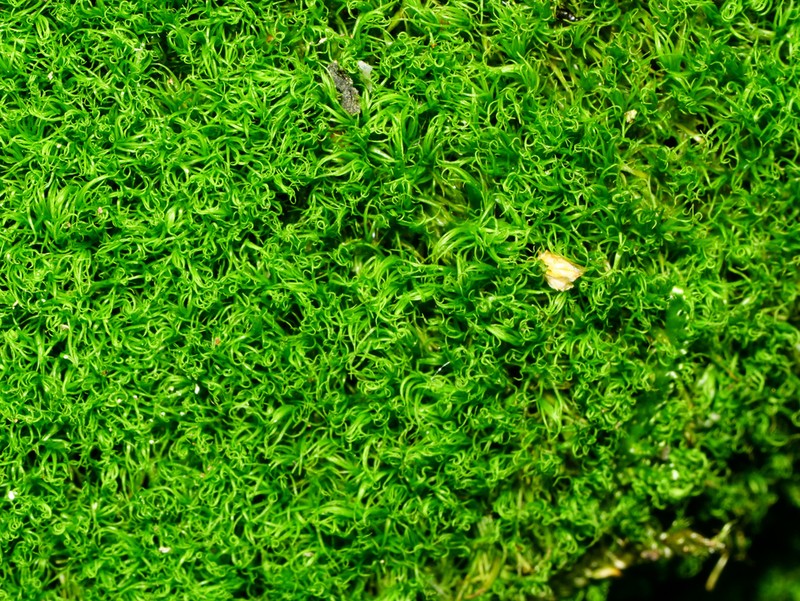 Montane Dicranum Moss photo 8