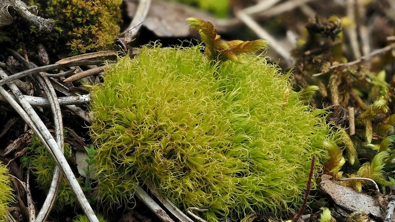 Muehlenbeck's Dicranum Moss