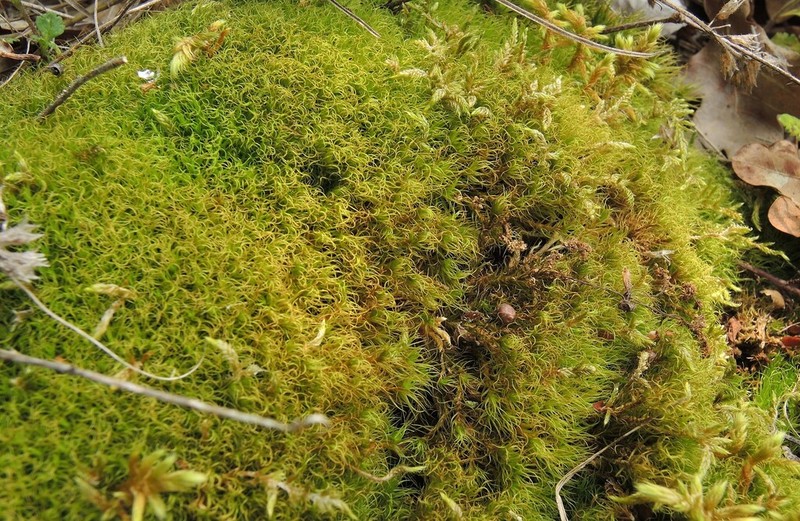 Muehlenbeck's Dicranum Moss photo 2
