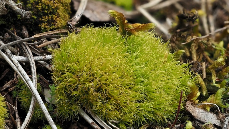 Muehlenbeck's Dicranum Moss photo 4