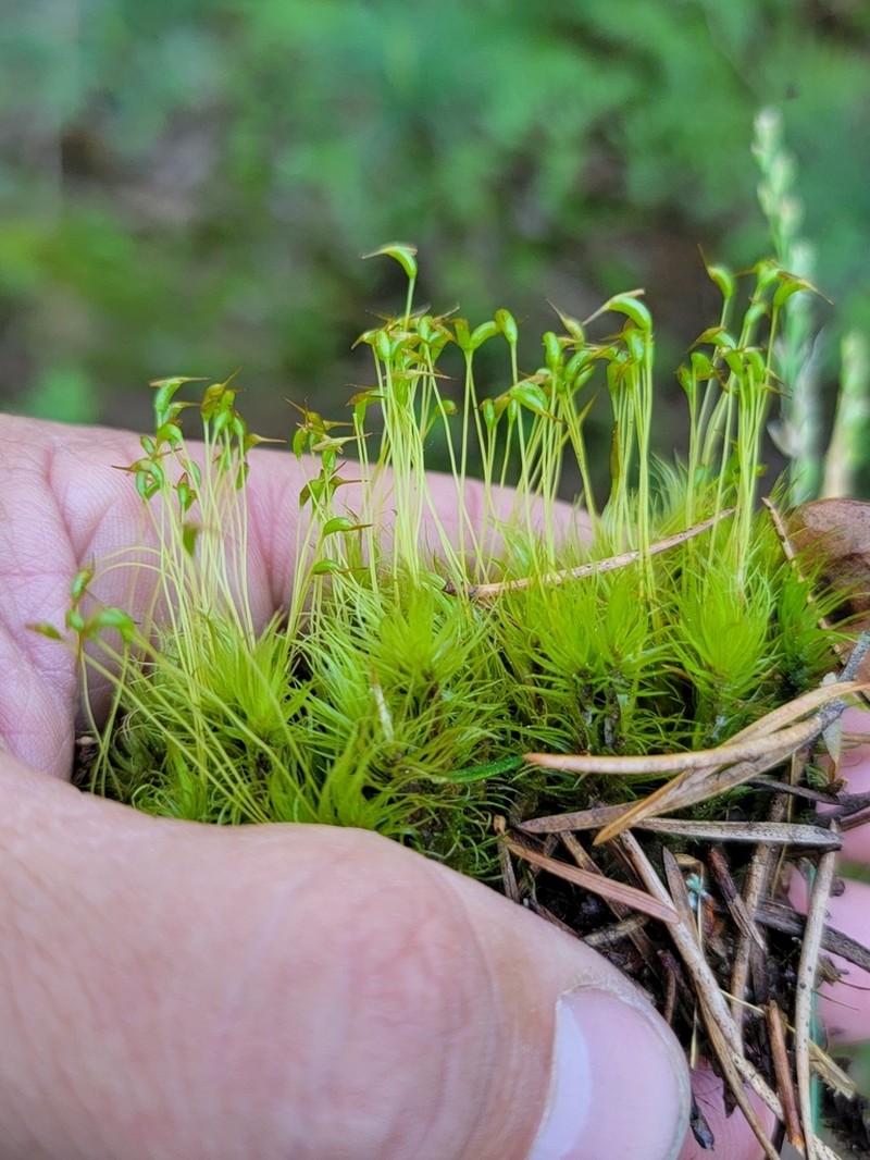 Ontario Dicranum Moss