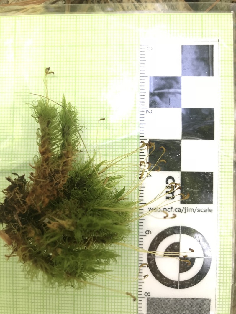 Ontario Dicranum Moss photo 2
