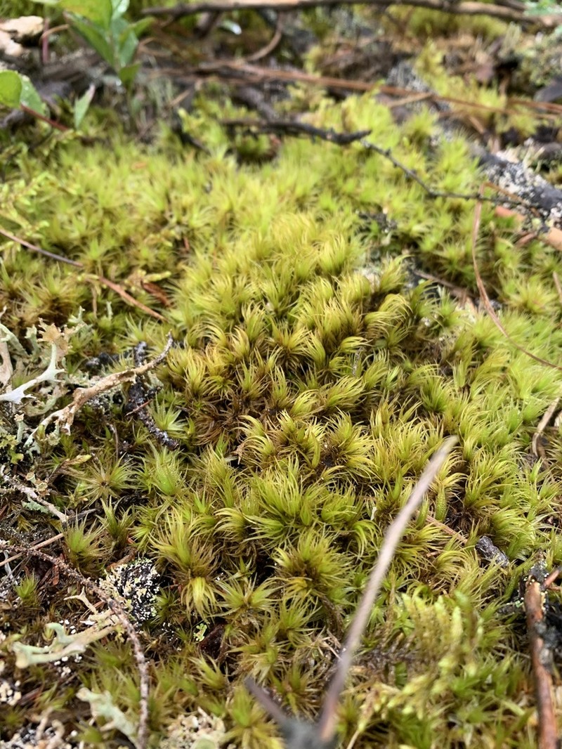 Ontario Dicranum Moss photo 3