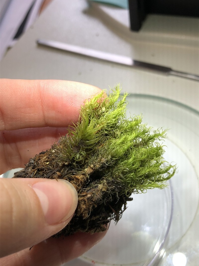 Ontario Dicranum Moss photo 4