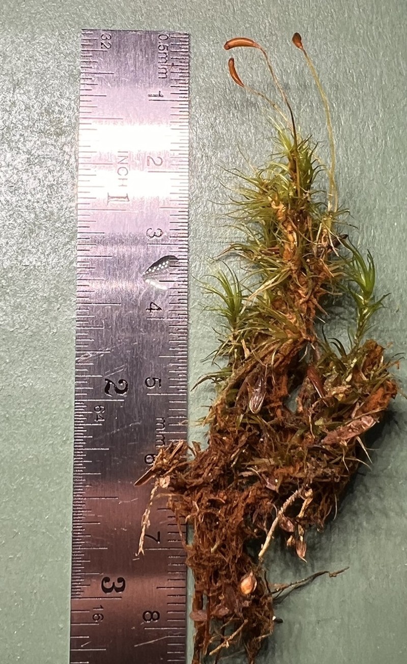 Ontario Dicranum Moss photo 5