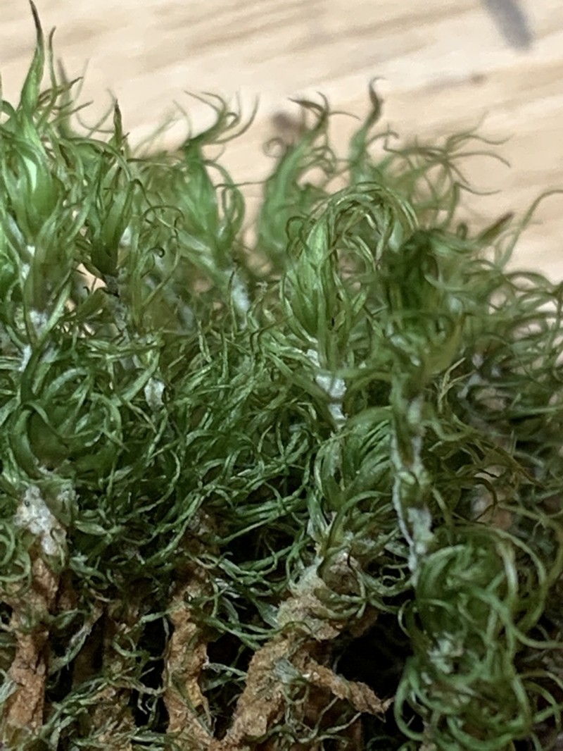 Ontario Dicranum Moss photo 6