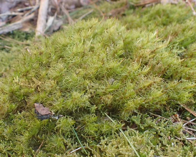 Ontario Dicranum Moss photo 7