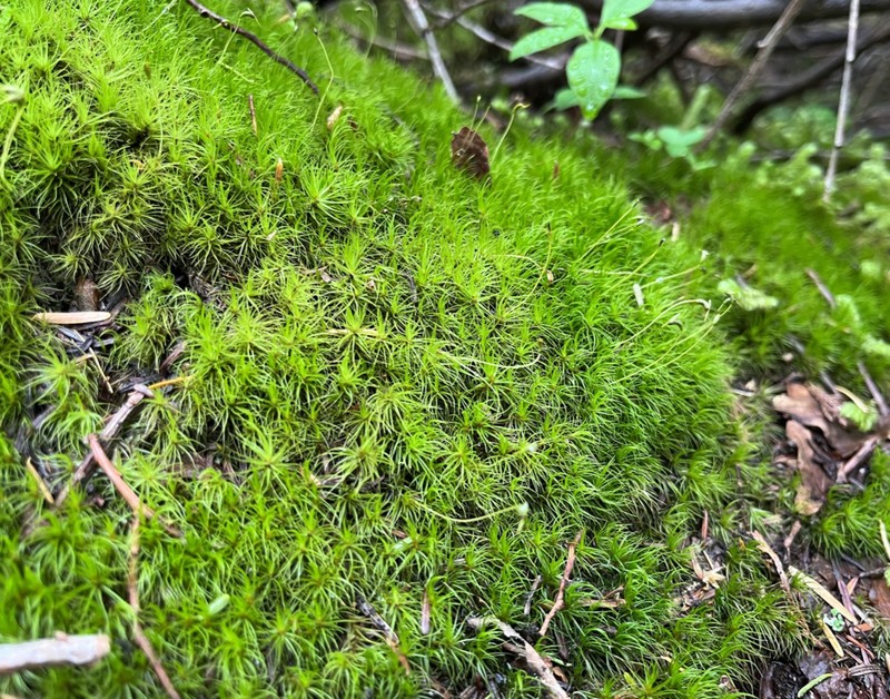 Dicranum Moss