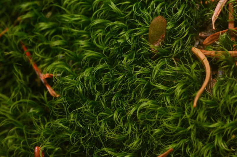 Dicranum Moss photo 2