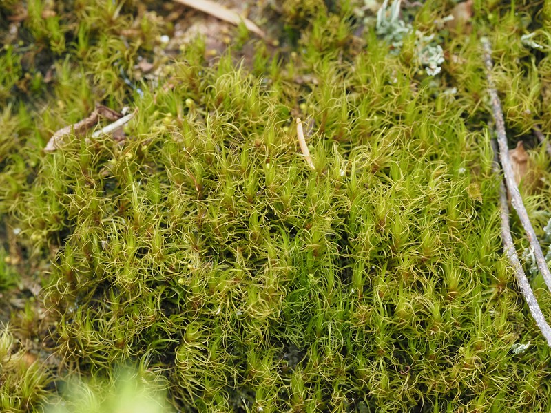 Dicranum Moss photo 3