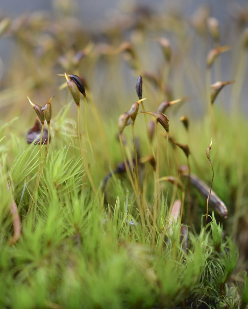 Dicranum Moss photo 4