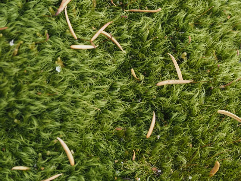 Dicranum Moss photo 5