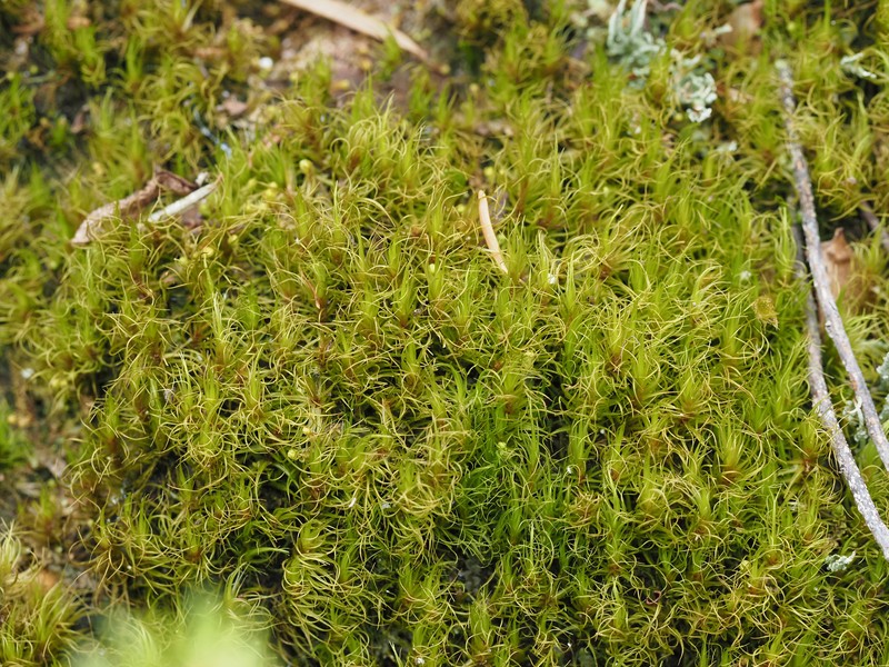 Dicranum Moss photo 6