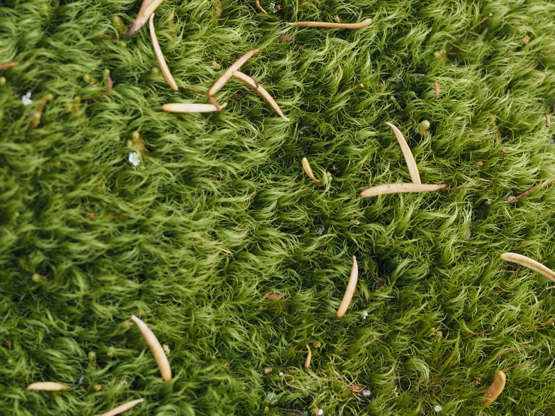 Dicranum Moss photo 7