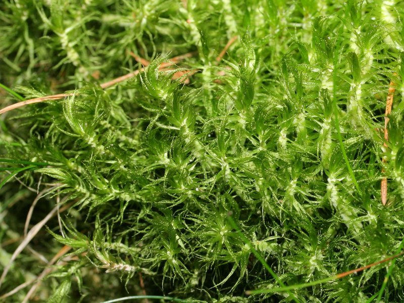 Dicranum Moss