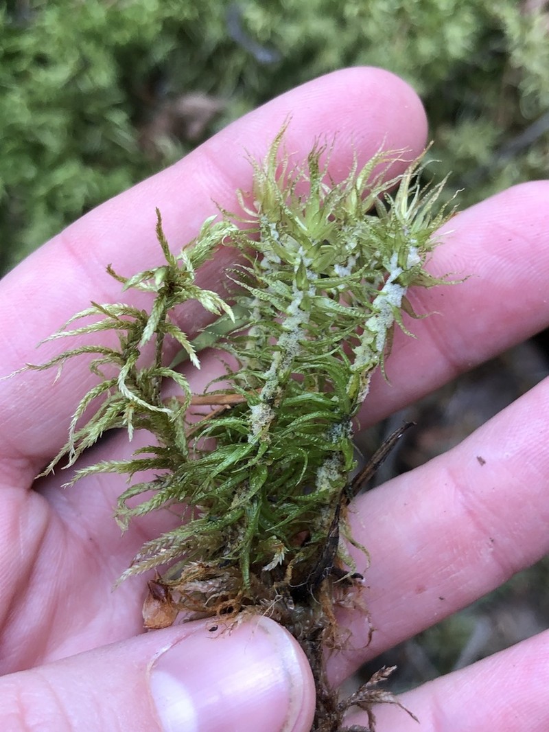 Dicranum Moss