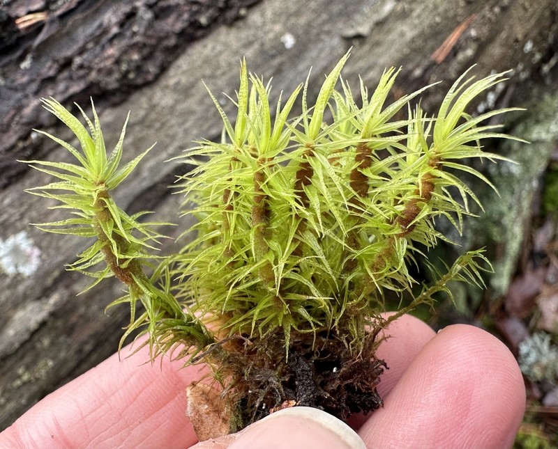 Dicranum Moss photo 2
