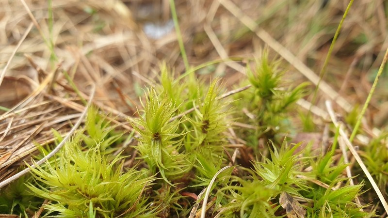 Dicranum Moss photo 3