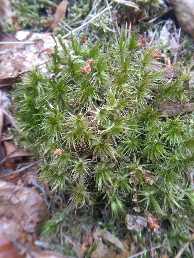 Dicranum Moss photo 4