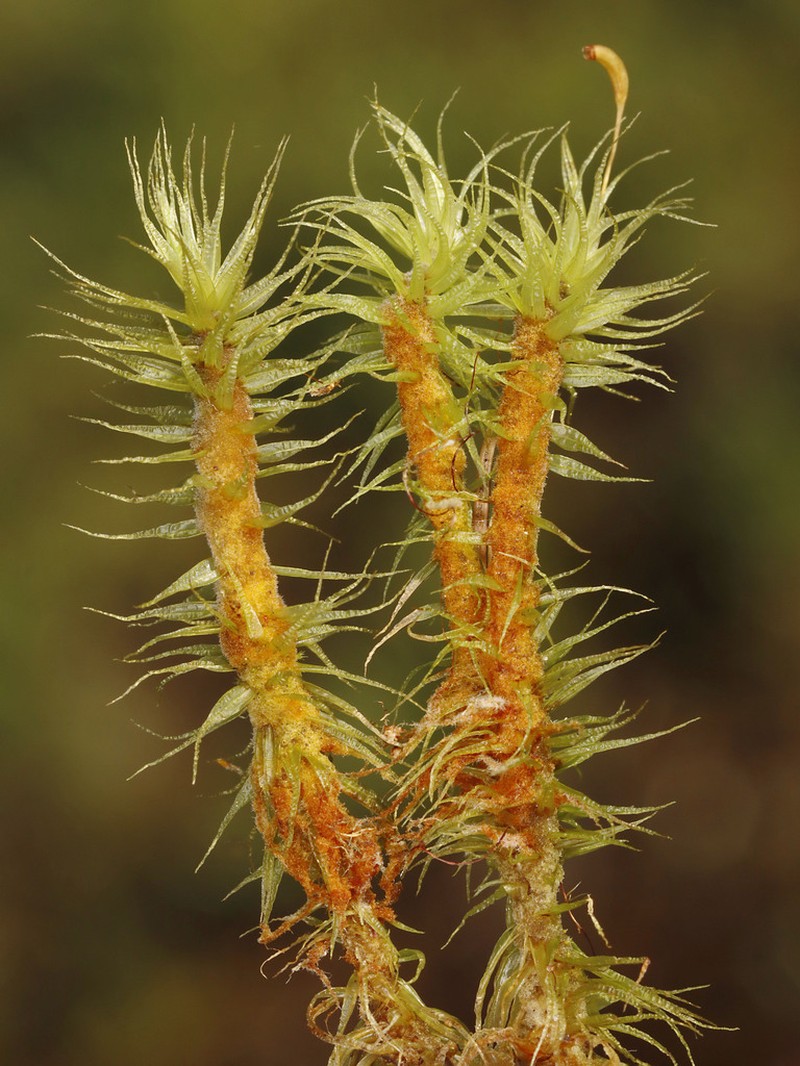 Dicranum Moss photo 5