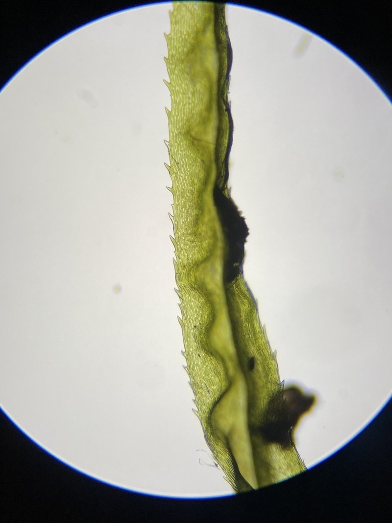 Dicranum Moss photo 6