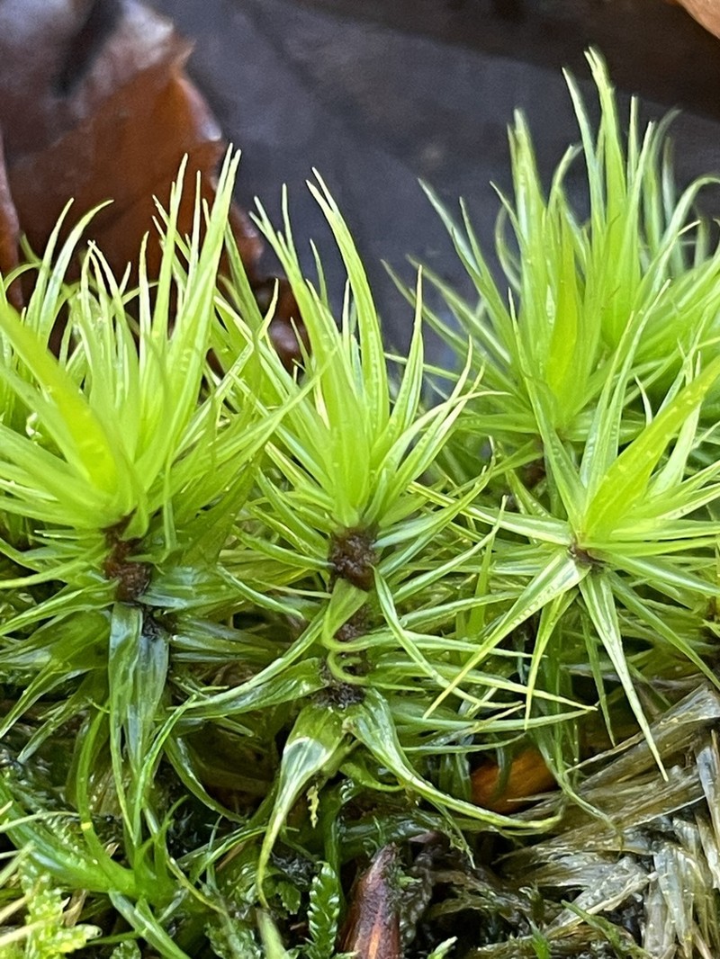 Dicranum Moss photo 7