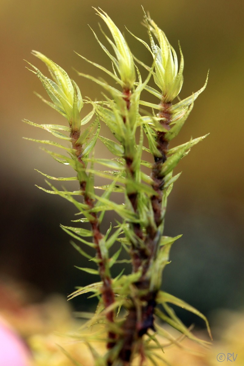 Dicranum Moss photo 8