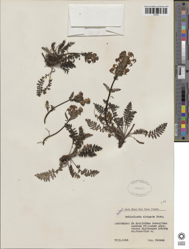 Dicranum Moss