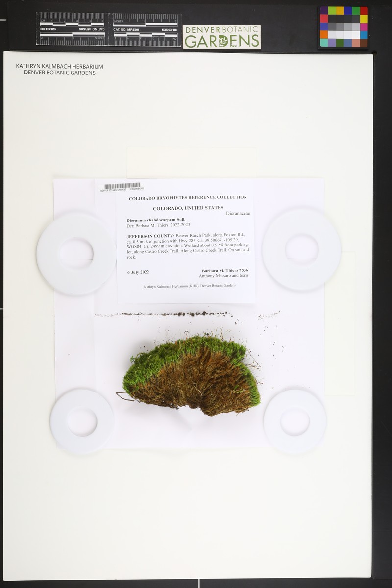 Dicranum Moss photo 2
