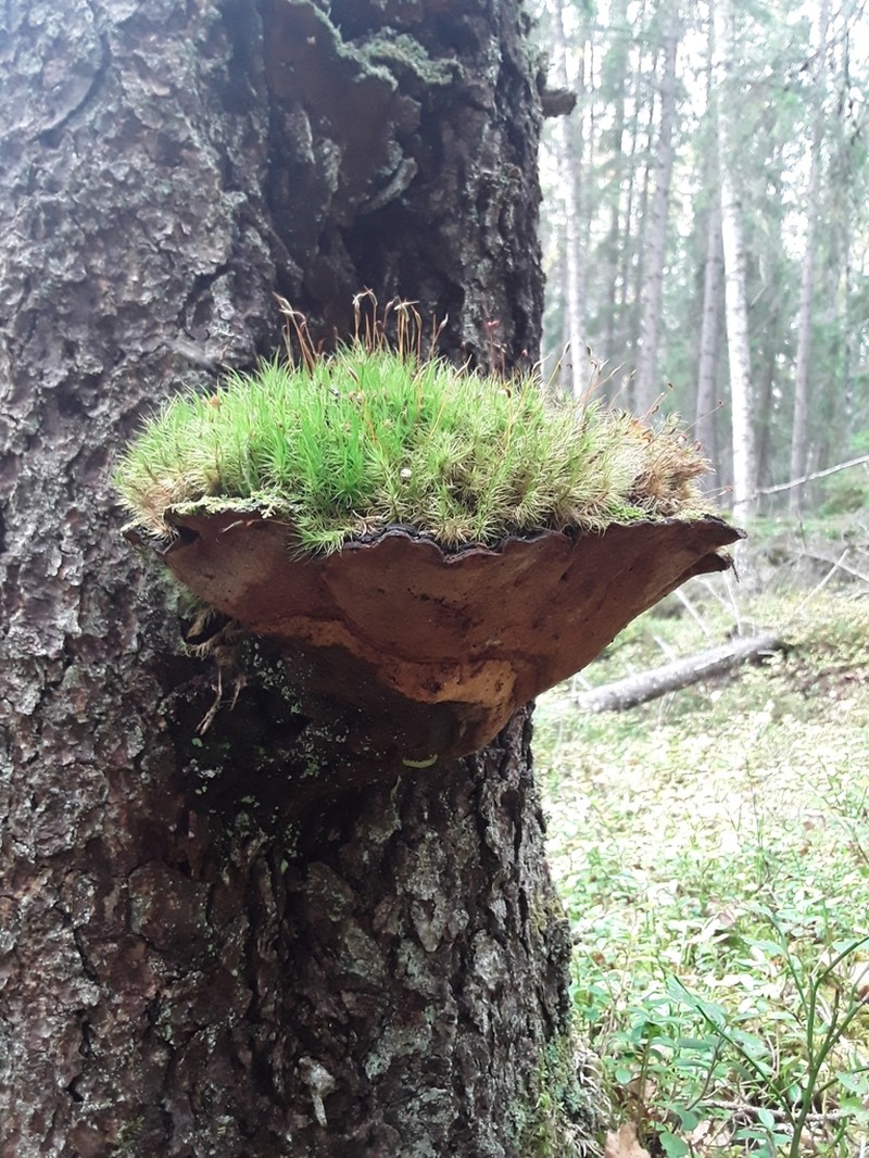 Dicranum Moss