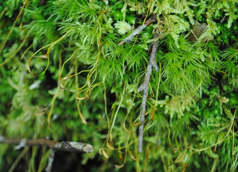 Dicranum Moss photo 2