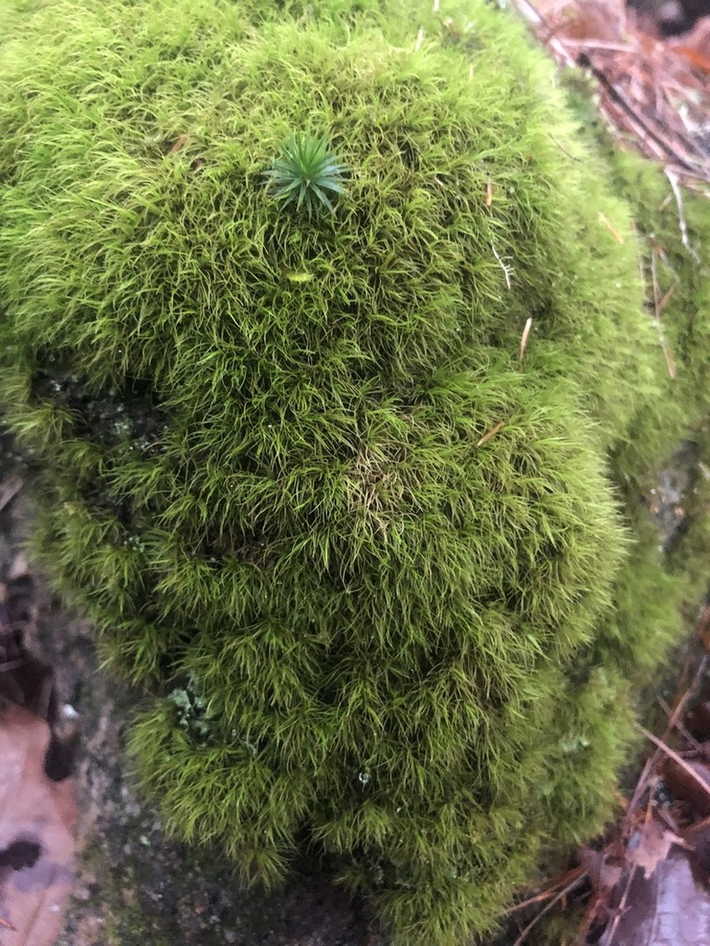 Dicranum Moss photo 3