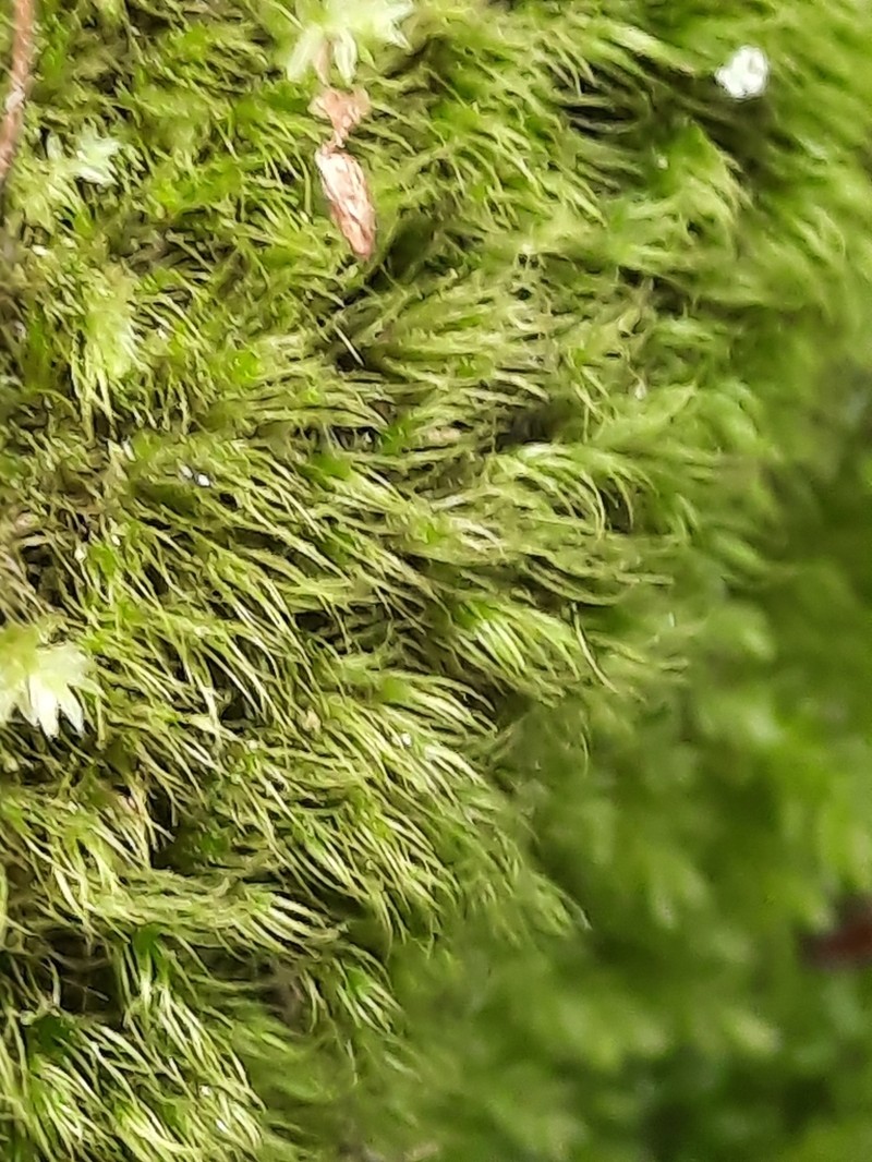 Dicranum Moss photo 4