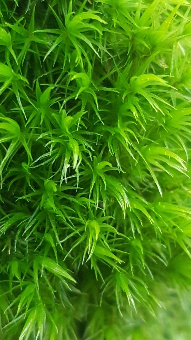 Dicranum Moss photo 5