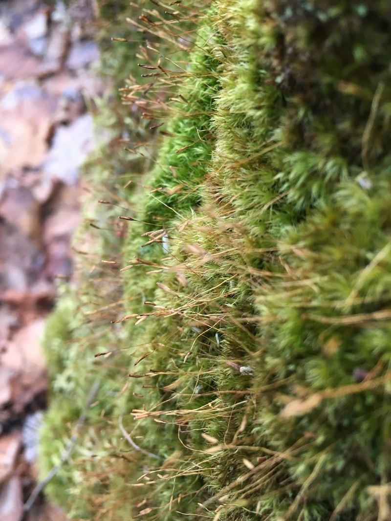 Dicranum Moss photo 6