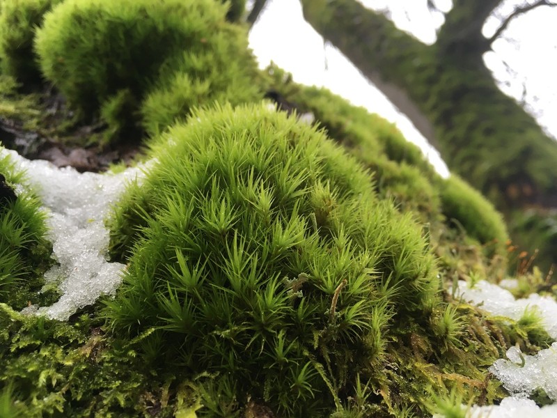 Dicranum Moss photo 7