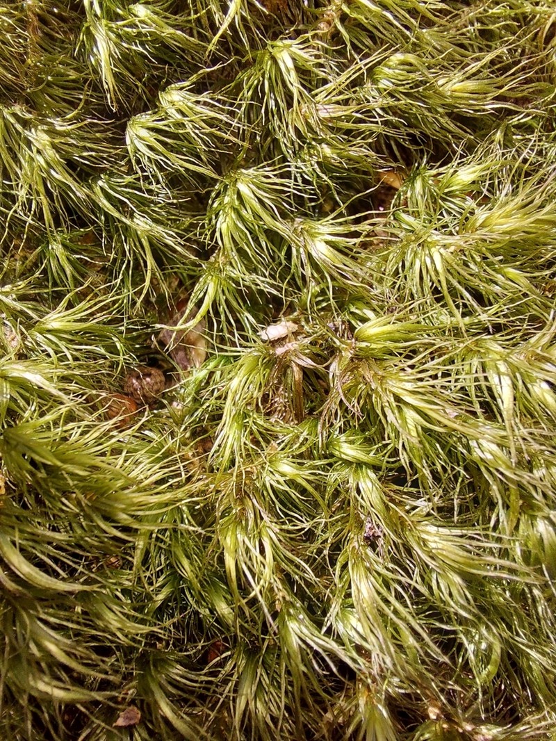 Dicranum Moss photo 8
