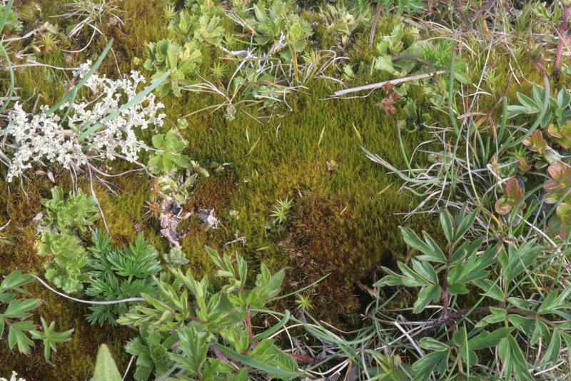 Dicranum Moss