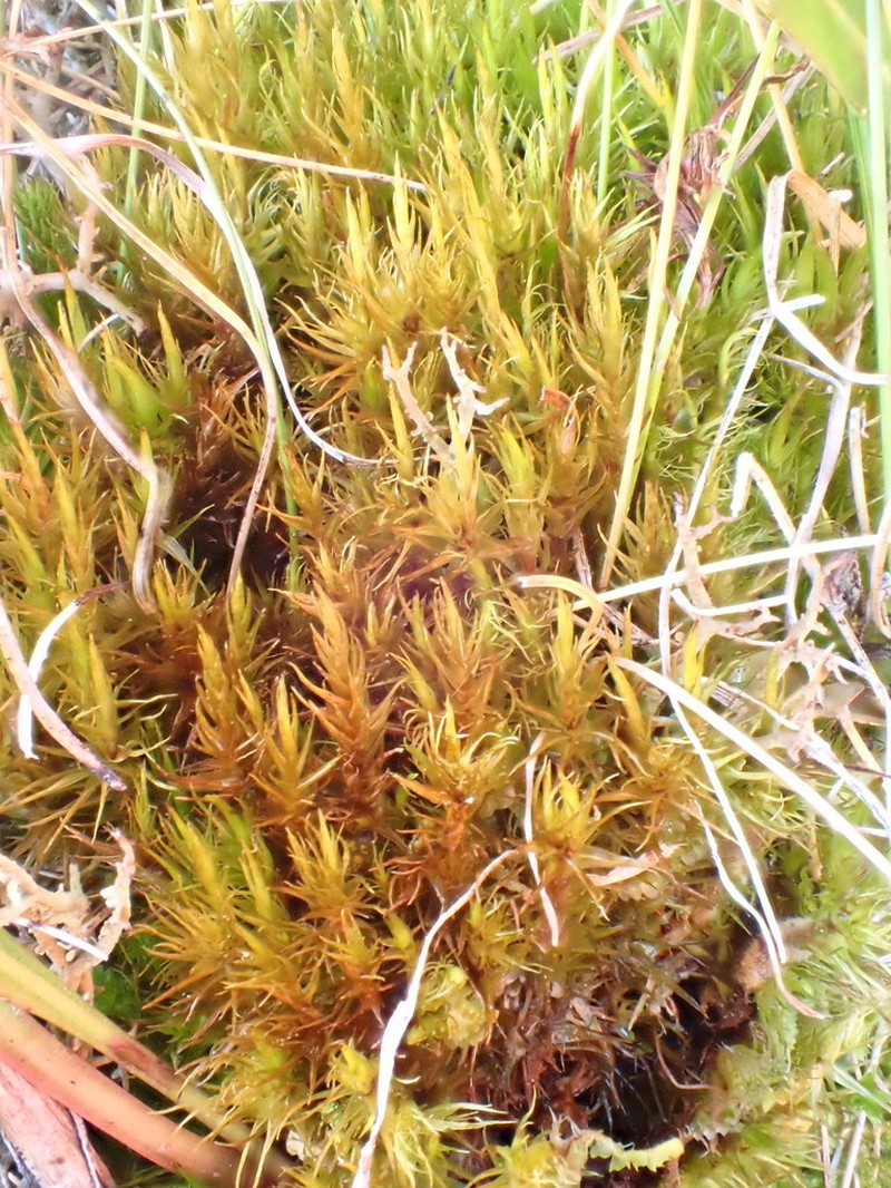 Dicranum Moss