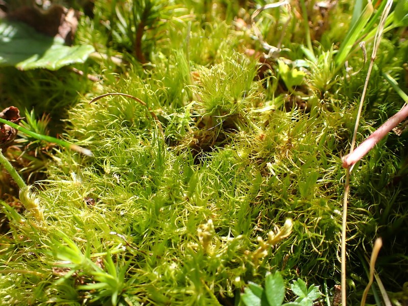 Dicranum Moss photo 2