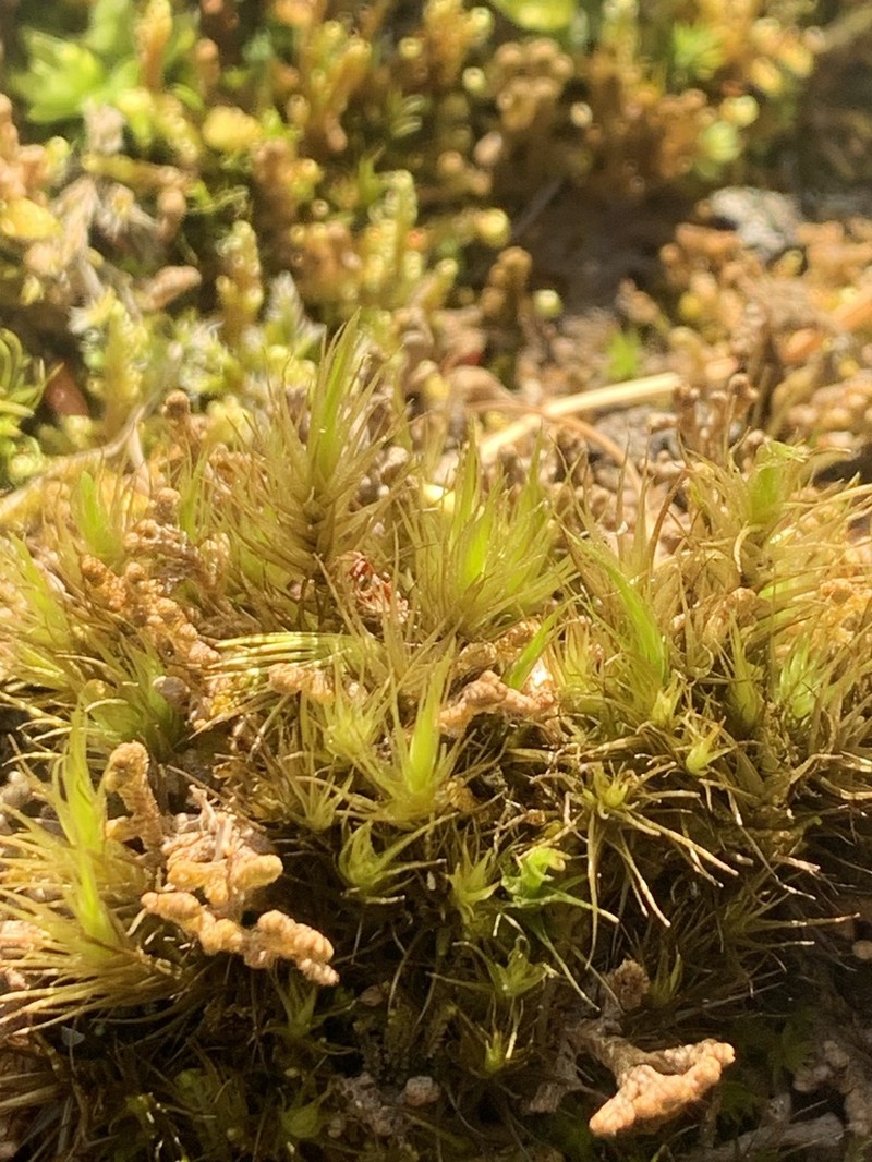 Dicranum Moss photo 3