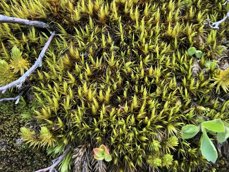 Dicranum Moss photo 4