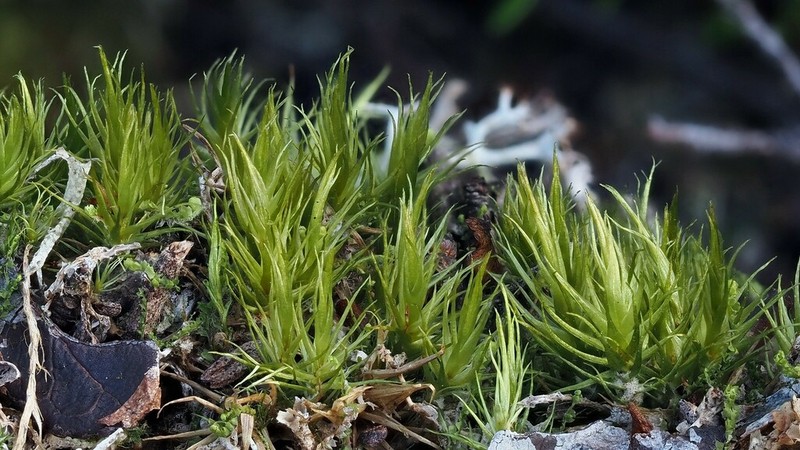 Dicranum Moss photo 5